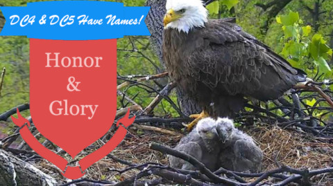 Eaglets DC4 and DC5 have new names!