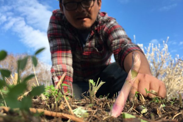 xavier harvests asparagus from the washington youth garden