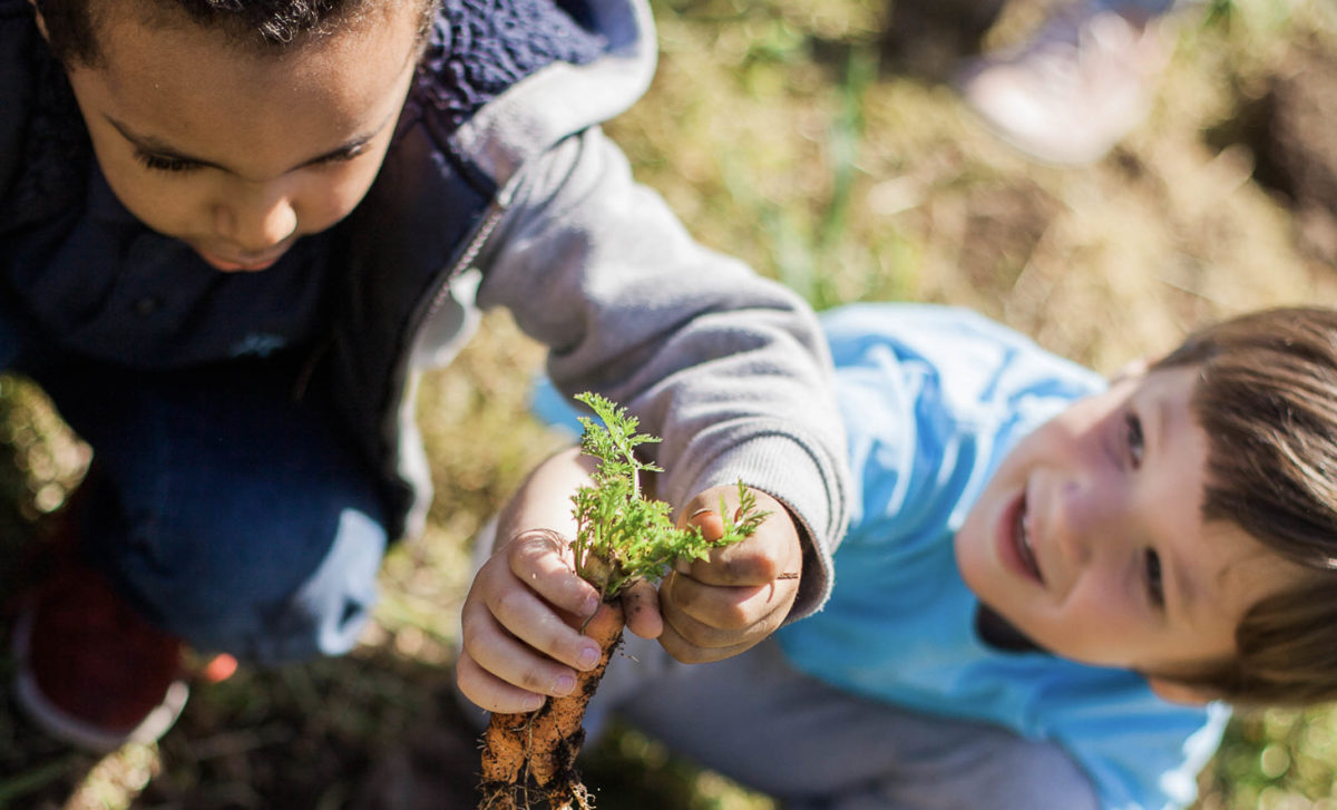 students harvest carrots from the washington youth garden