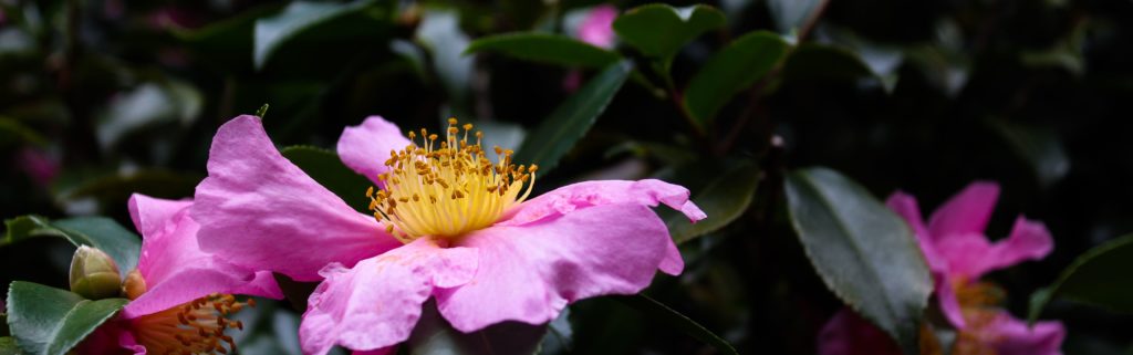 FONA Field Notes banner of camellia flower