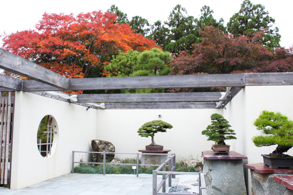 bonsai museum with fall colored trees in distance