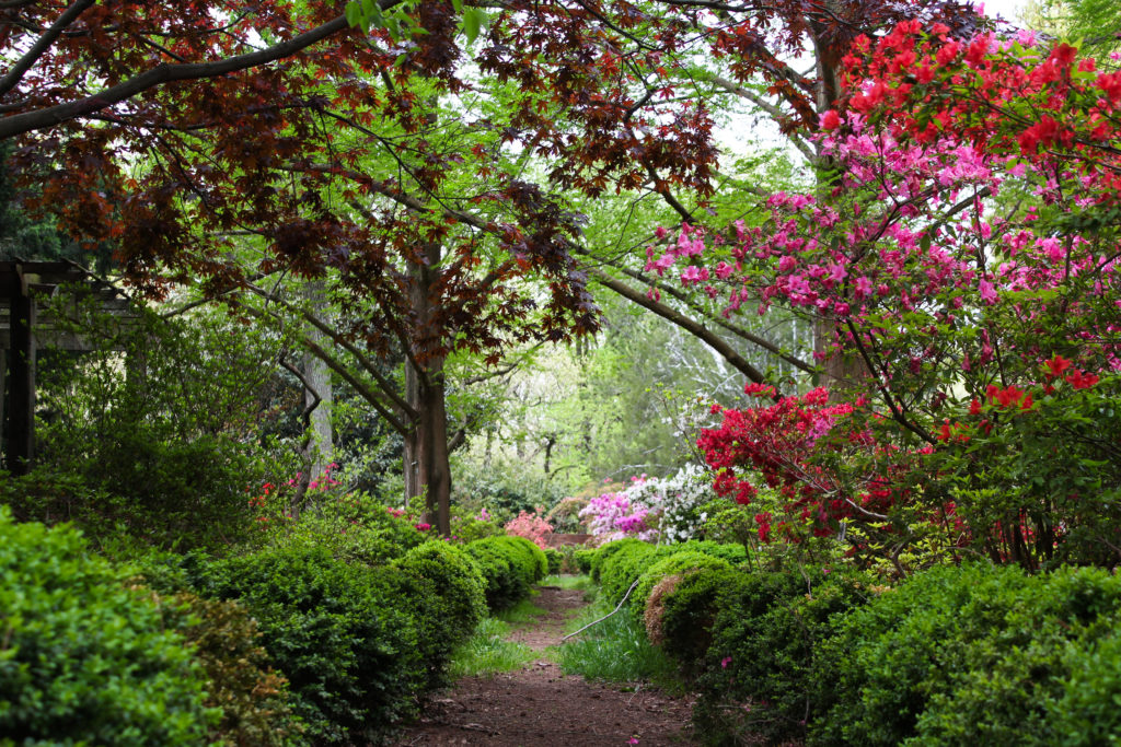 path through the azalea collections