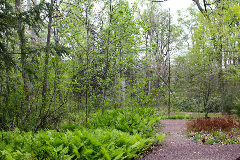 path through fern valley