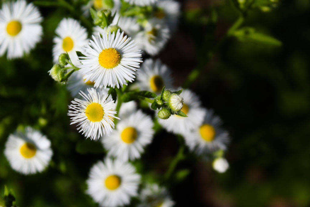 friendship garden flowers