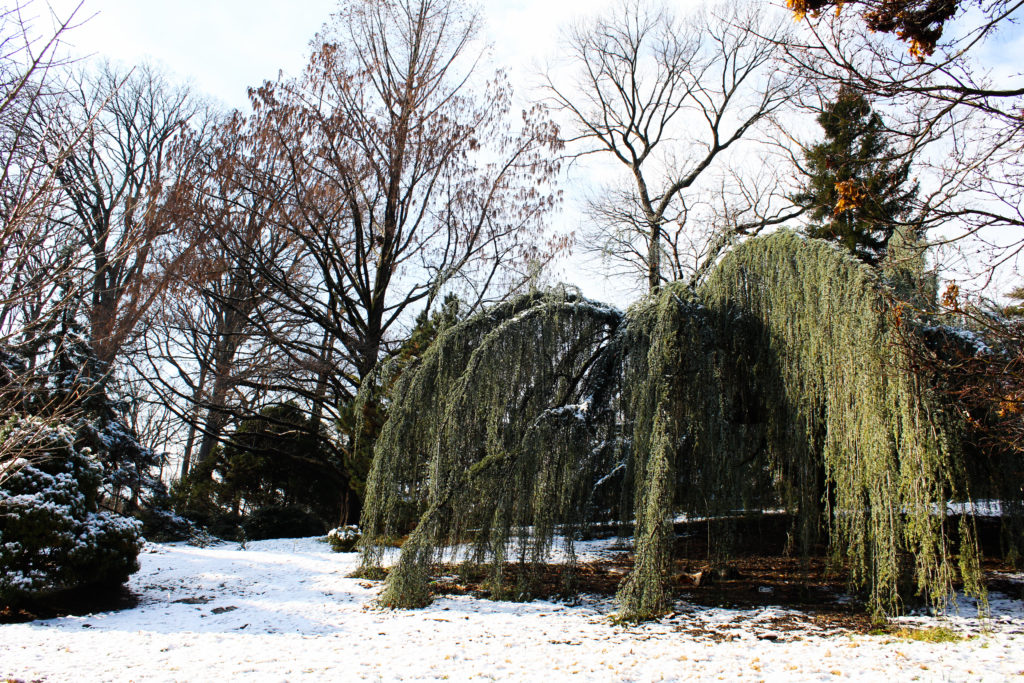 weeping blue spruce surrounded by snow in the gotelli collection