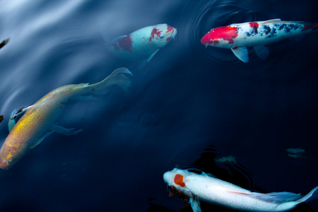 koi in the pond outside the visitor center