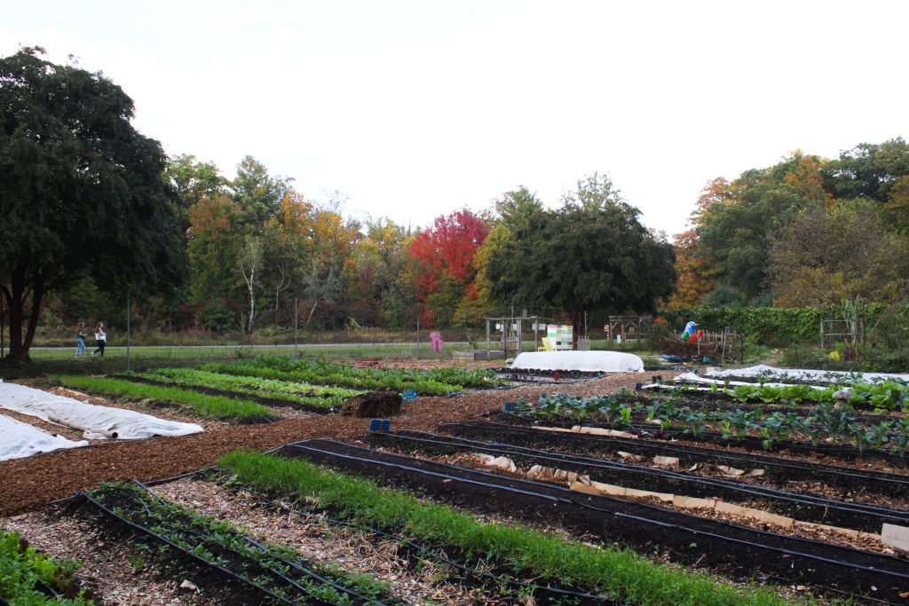 view of washington youth garden planted with fall crops