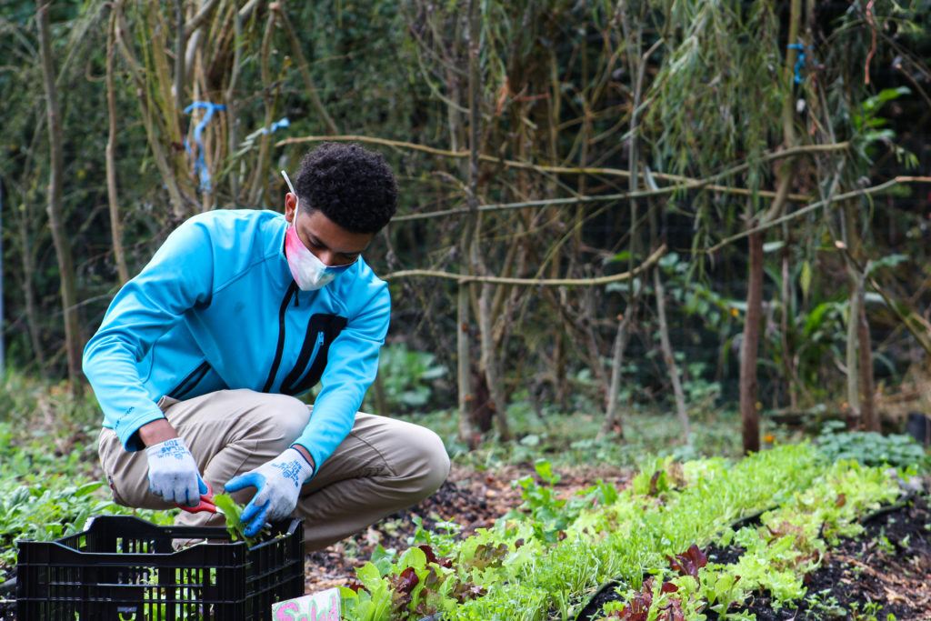 green ambassador harvesting lettuce in the washington youth garden