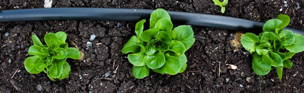 FONA Field Notes banner of lettuce heads in washington youth garden