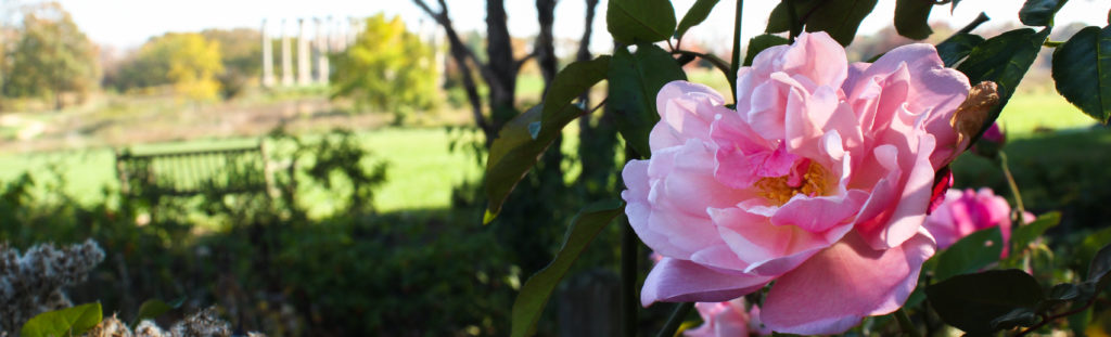 FONA Field Notes banner of rose in national herb garden