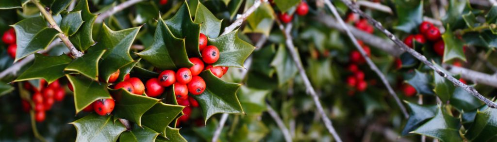 FONA Field Notes banner of holly berries