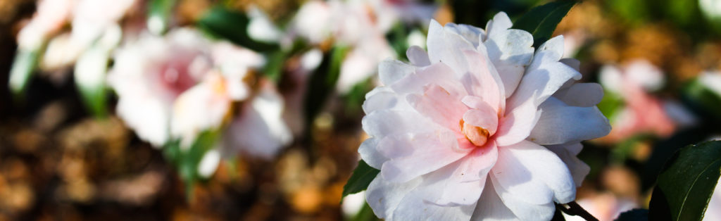 FONA Field Notes banner of camellia flowers