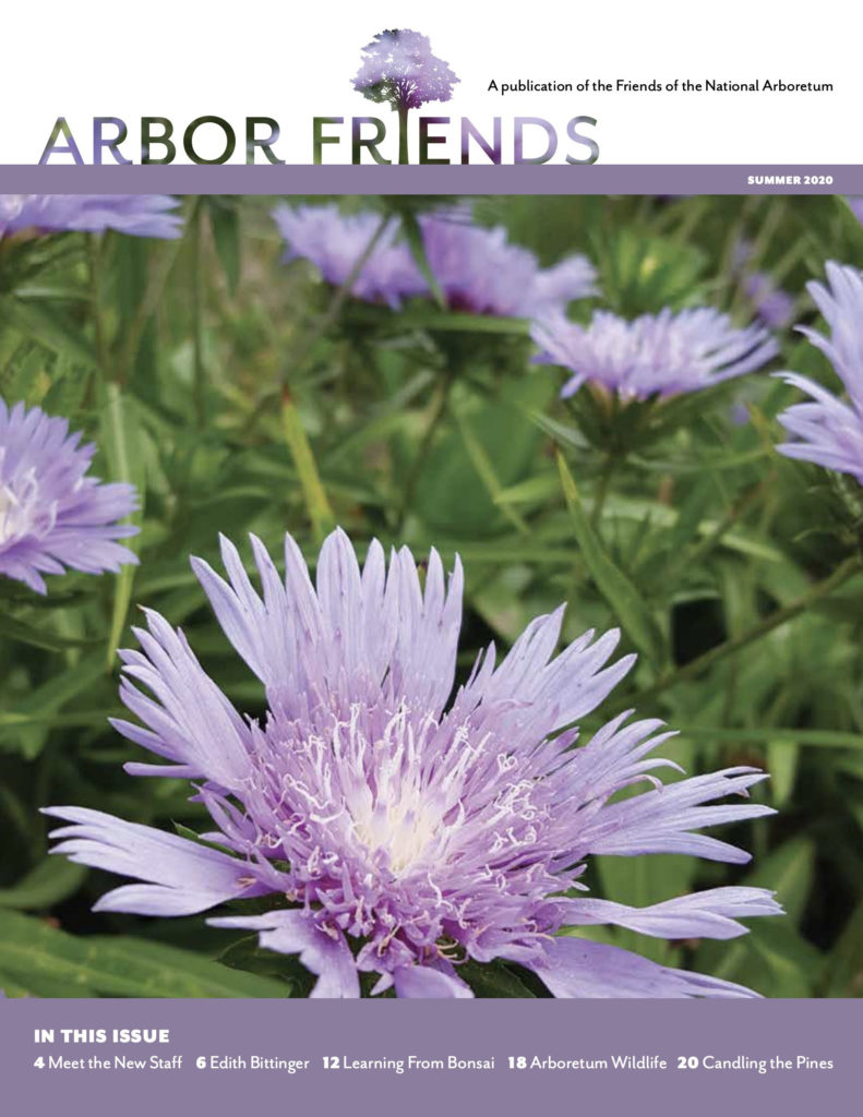 Summer 2020 Arbor Friends cover