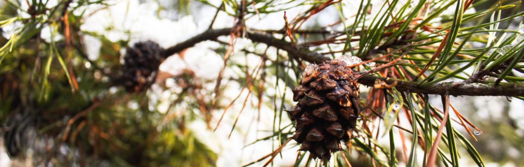 FONA Field Notes banner of pine cone coated in ice