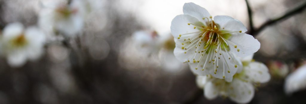 FONA Field Notes banner of cherry blossom