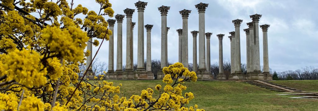 FONA Field Notes banner of cornelian dogwoods in front of capitol columns