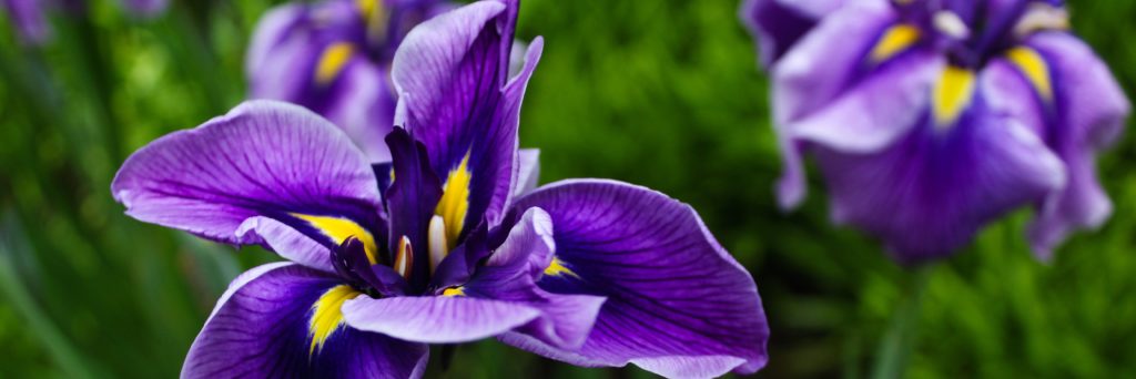 FONA Field Notes banner of irises