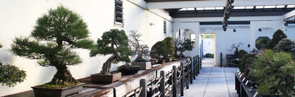 FONA Field Notes banner of bonsai in museum