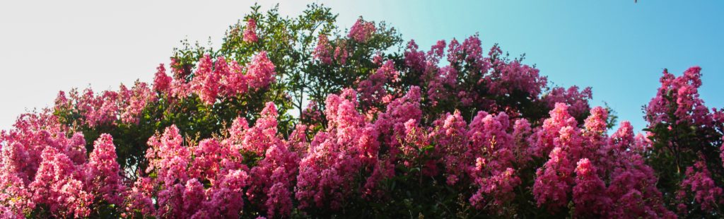 FONA Field Notes banner of crape myrtle flowers