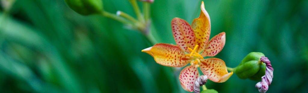 FONA Field Notes banner of toad lily