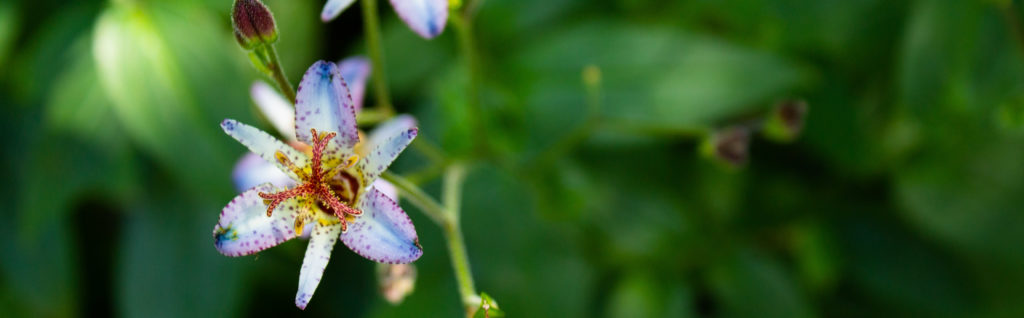 FONA Field Notes banner of toad lily