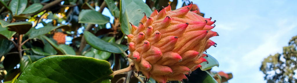 FONA Field Notes banner of magnolia cone