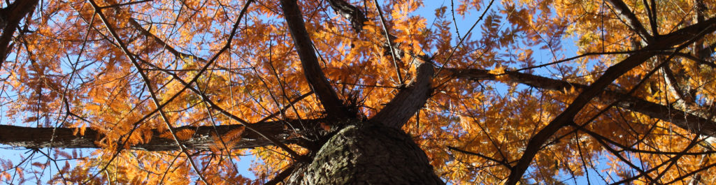 FONA Field Notes banner of dawn redwoods in fall