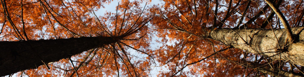 FONA Field Notes banner of dawn redwoods in fall