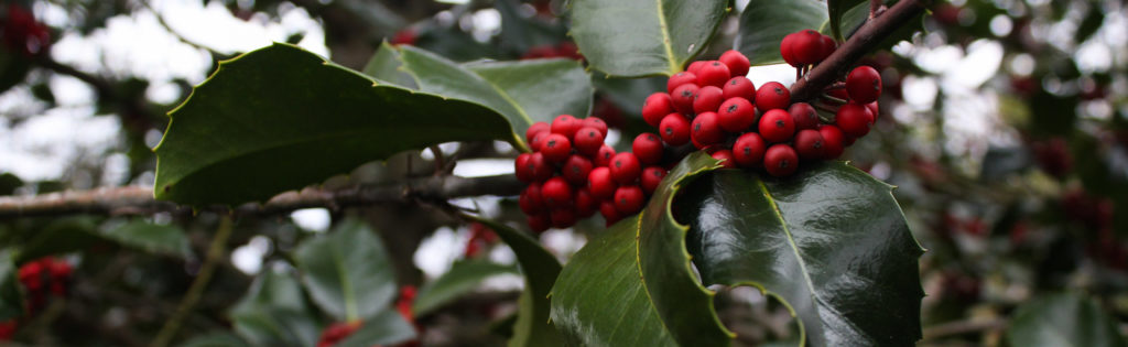 FONA Field Notes banner of holly berries