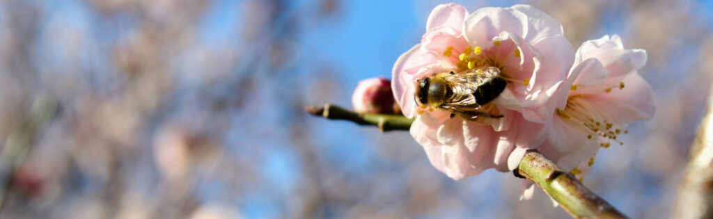 FONA Field Notes banner of bee on apricot blossom