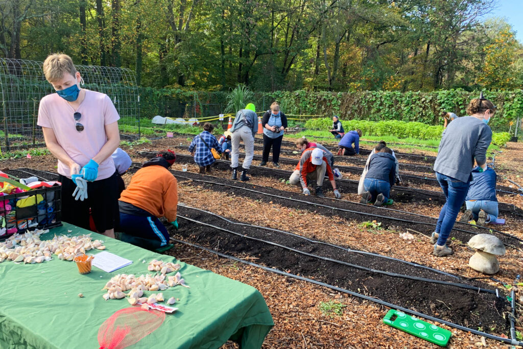 washington youth garden guests plant garlic at the annual garlic planting party