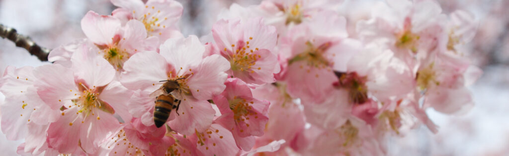 FONA Field Notes banner of bee on cherry blossom