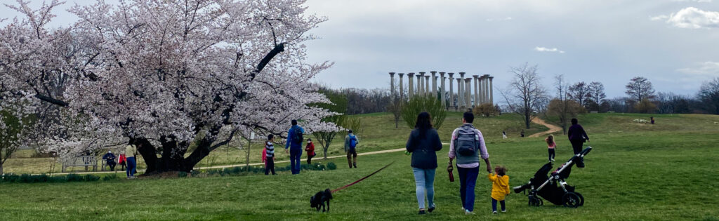 FONA Field Notes banner of cherry blossoms capitol columns