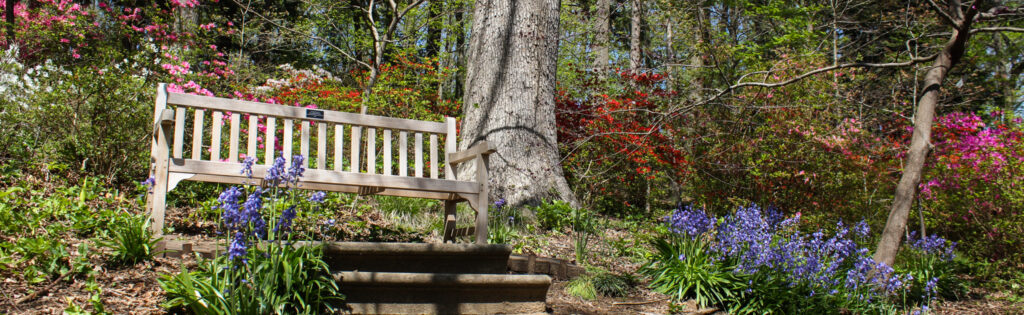 bench in azalea collections