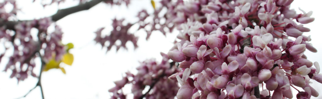 red buds