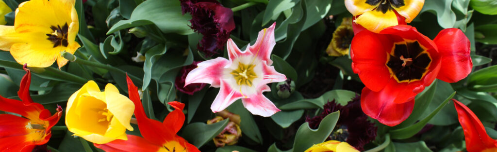 tulips