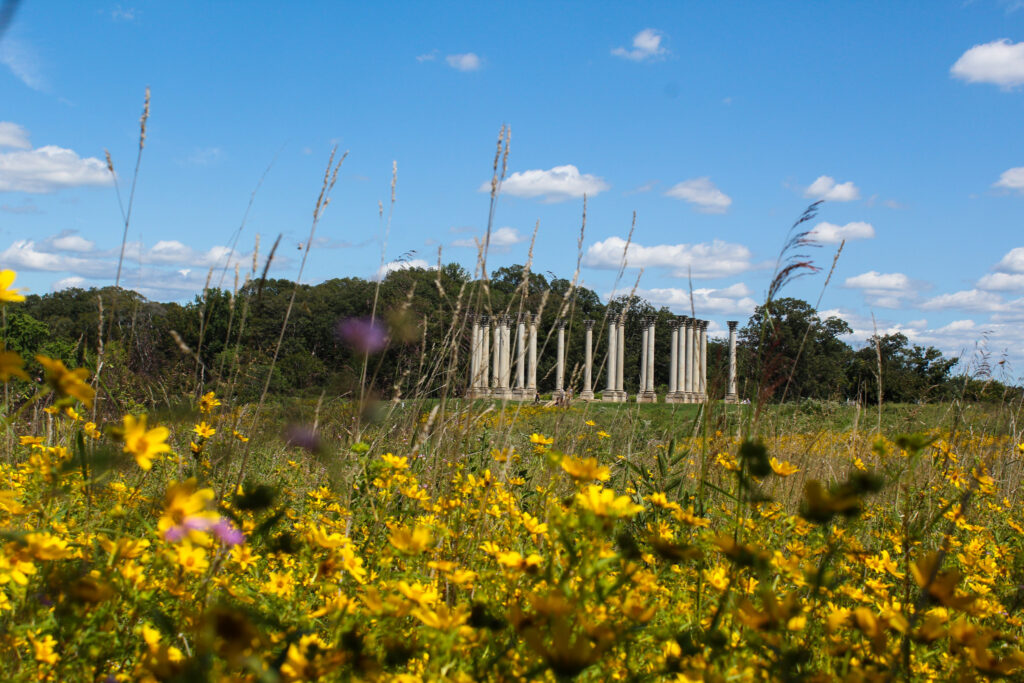 summer flowers capitol columns