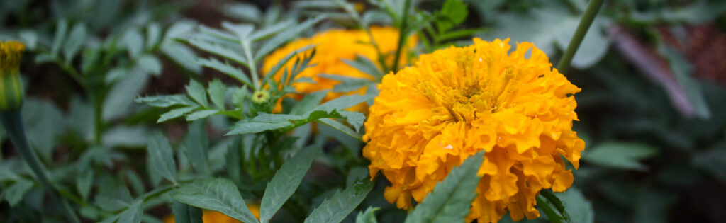 FONA Field Notes banner of marigold flower