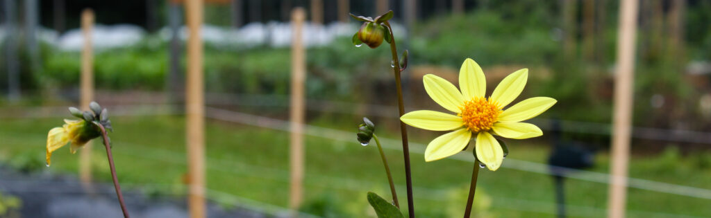 flower in youth garden