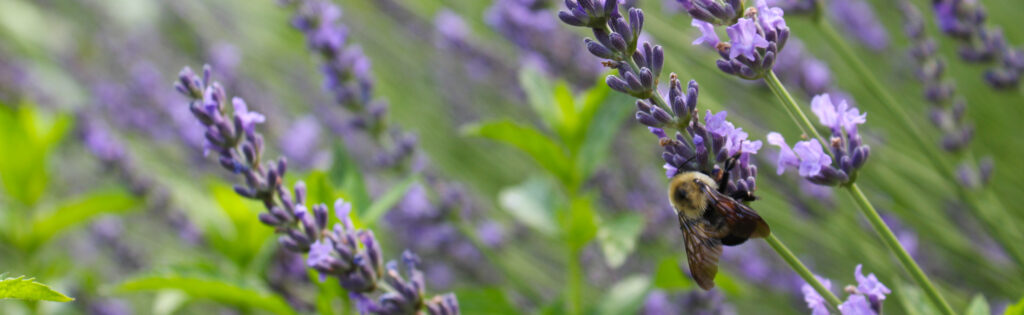 FONA Field Notes banner of bee on lavendar