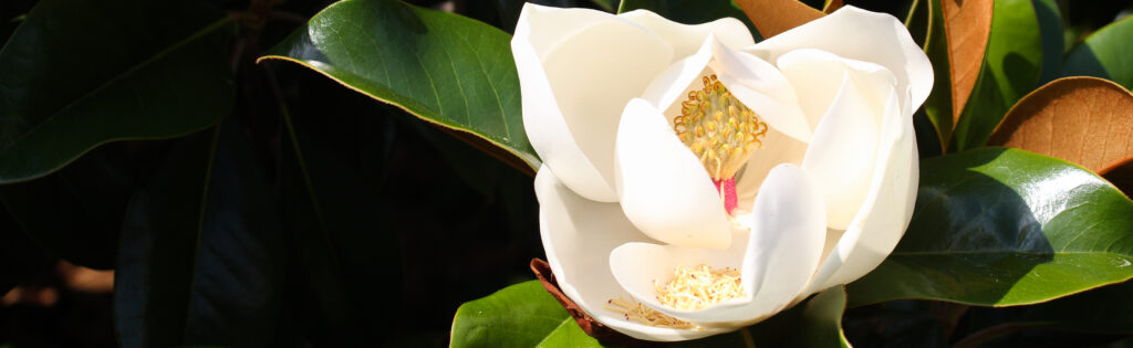 FONA Field Notes banner of southern magnolia