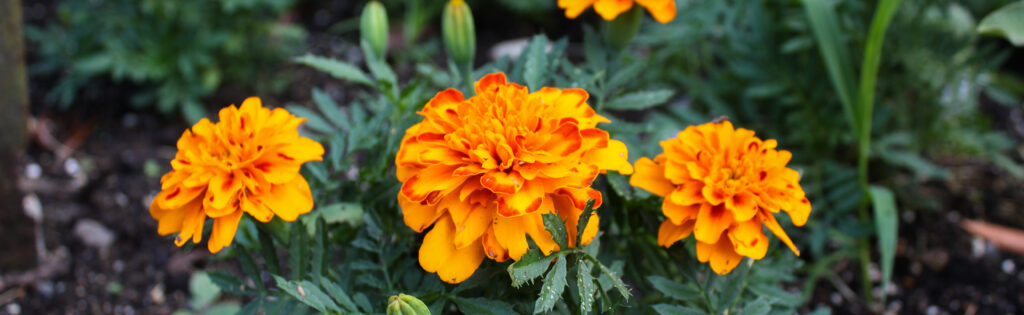 marigold