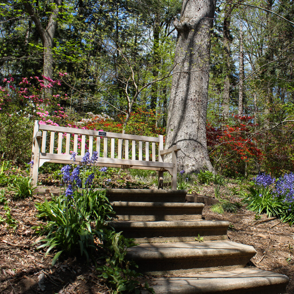 bench in azalea collection