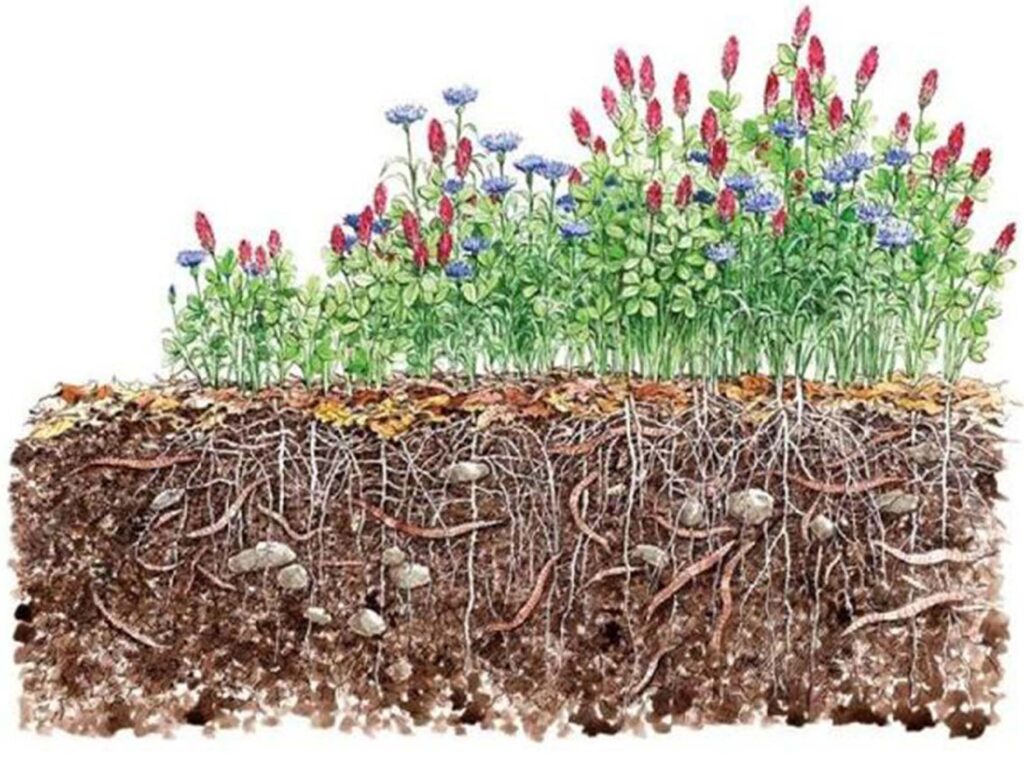 cover crop illustration