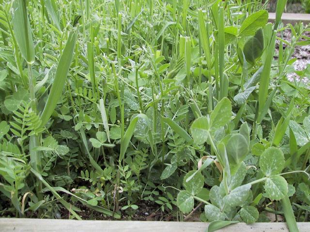 cover crops