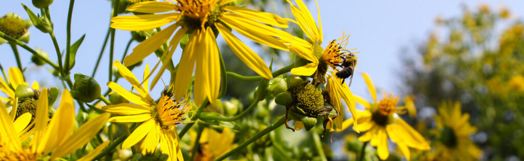 FONA Field Notes banner of bee on flowers