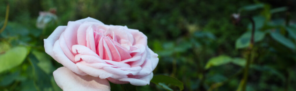 rose in herb garden
