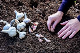 garlic planting