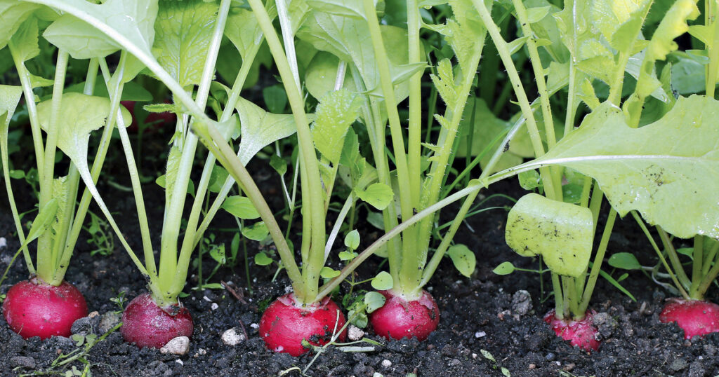 radishes