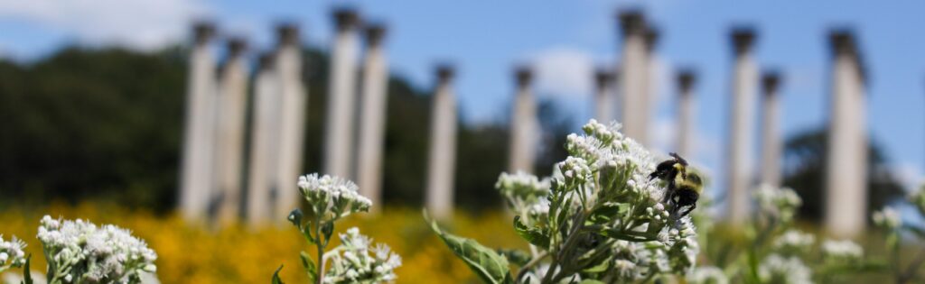 FONA Field Notes banner of bumble bee on a flower